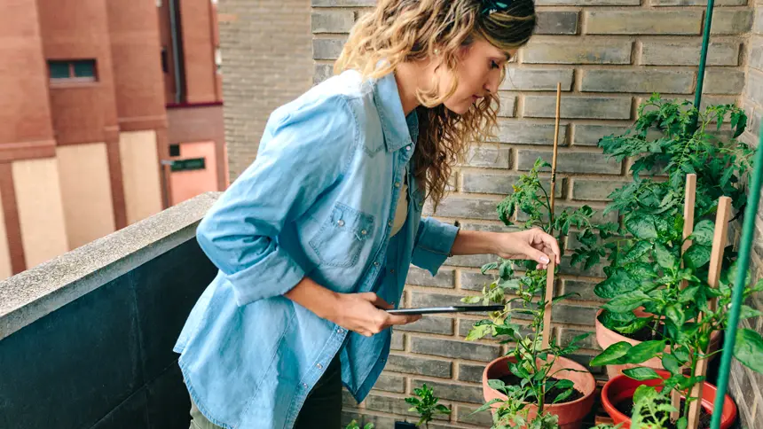 Urban Gardening in Dubai