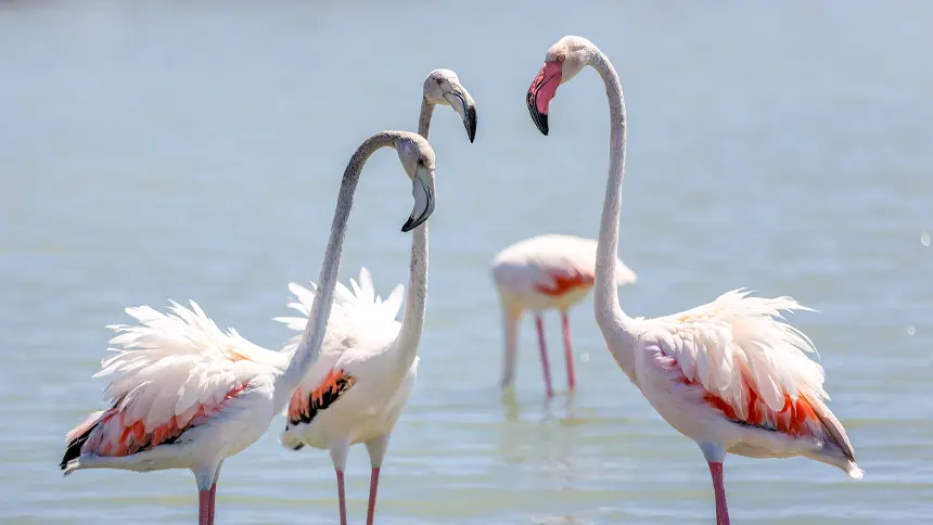 Ras Al Khor Wildlife Sanctuary