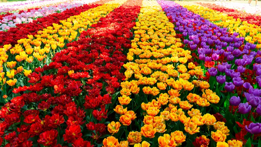 Flower Festivals in the UAE